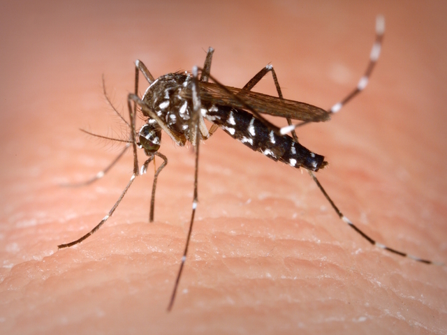Per difendersi dalle zanzare: la prevenzione innanzitutto